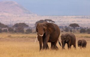 elephants, herd, pachyderms, mammals, kenya, africa, nature, kenya, kenya, kenya, africa, africa, africa, africa, africa